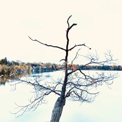 Fishbone By The Lake User Photo