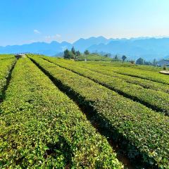 伍家台貢茶張用戶圖片