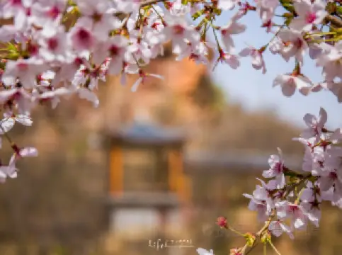 新密の人気春旅におすすめ