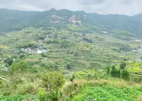 蓮花梯田