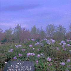 Caozhoumudanyuanhong Soup Lamb Restaurant User Photo