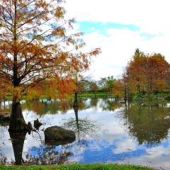 Pine Tree Lake User Photo