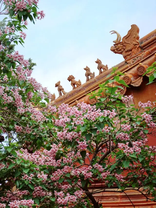 Beijing Apricot Blossom Viewing