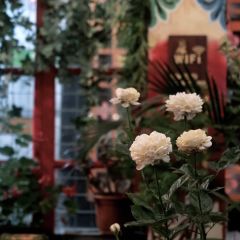 光合作用咖啡厅 User Photo