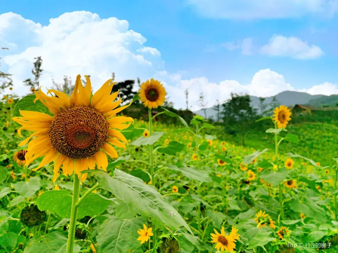 1_靜觀花木生態旅遊區
