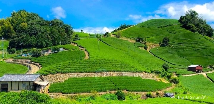 Ishitera Tea Plantation