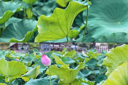 鲜龙井火锅公园(南山店)