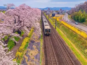 白石川堤一目千本桜