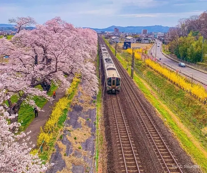 Shiroishigawa Embankment Hitome Sembonzakura