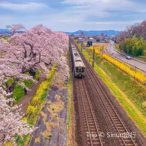 白石川堤一目千本桜