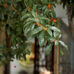 南蘇院 User Photo