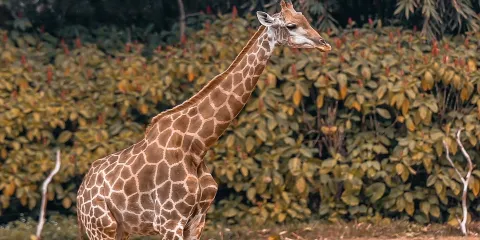 北京野生動物園