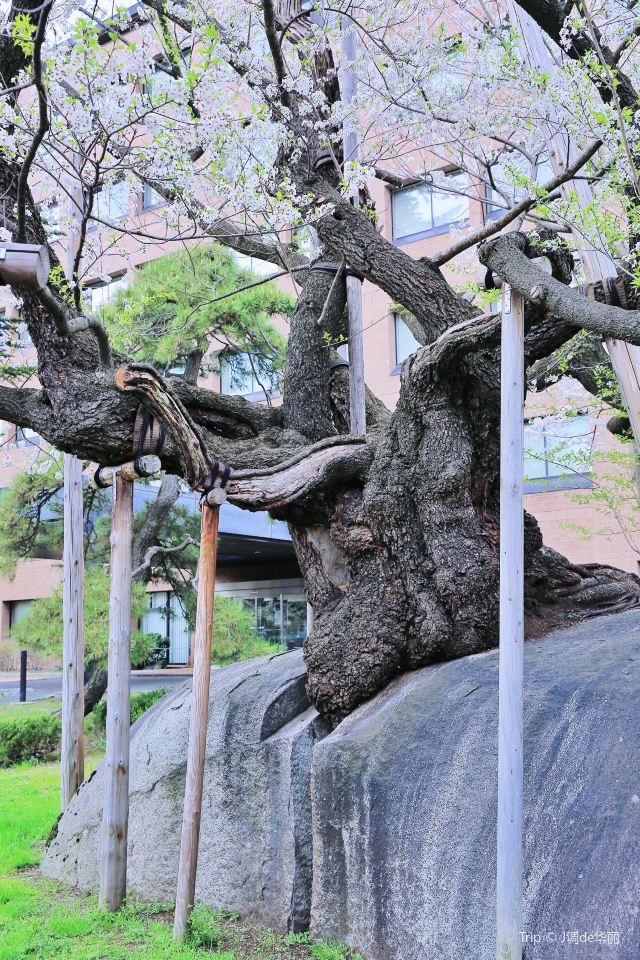 Ishiwarizakura