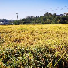 姐妹土菜馆(马鬃岭店) User Photo
