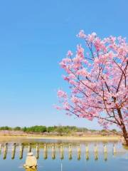 浙江蘭溪諸葛草堂櫻花園