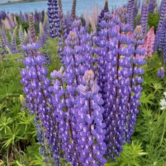lake tekapo tavern張用戶圖片