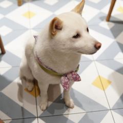 柴犬食堂(元帅路店) User Photo