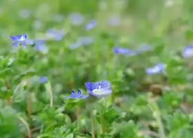 四川綿陽三江湖國家濕地公園