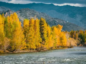 아러타이 자작나무 숲 투어