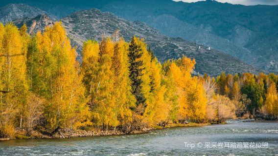 Birch Forest Sightseeing in Altay Prefecture