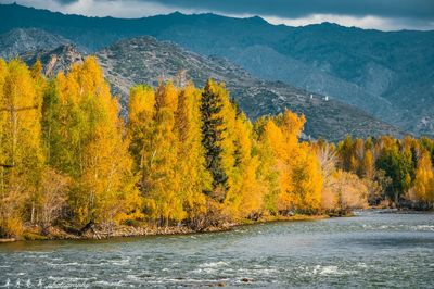 Birch Forest Sightseeing in Altay Prefecture