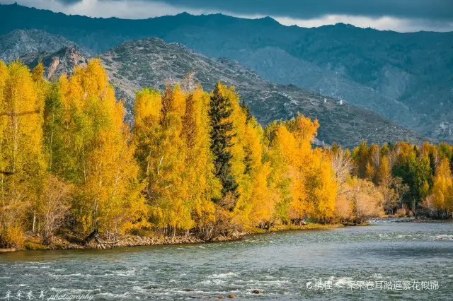 Birch Forest Sightseeing in Altay Prefecture