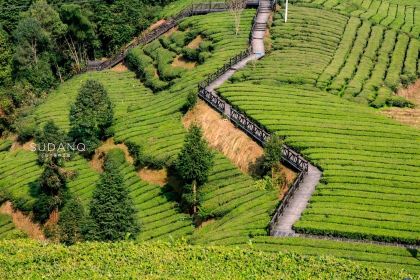 伍家台贡茶(兴隆大道店)