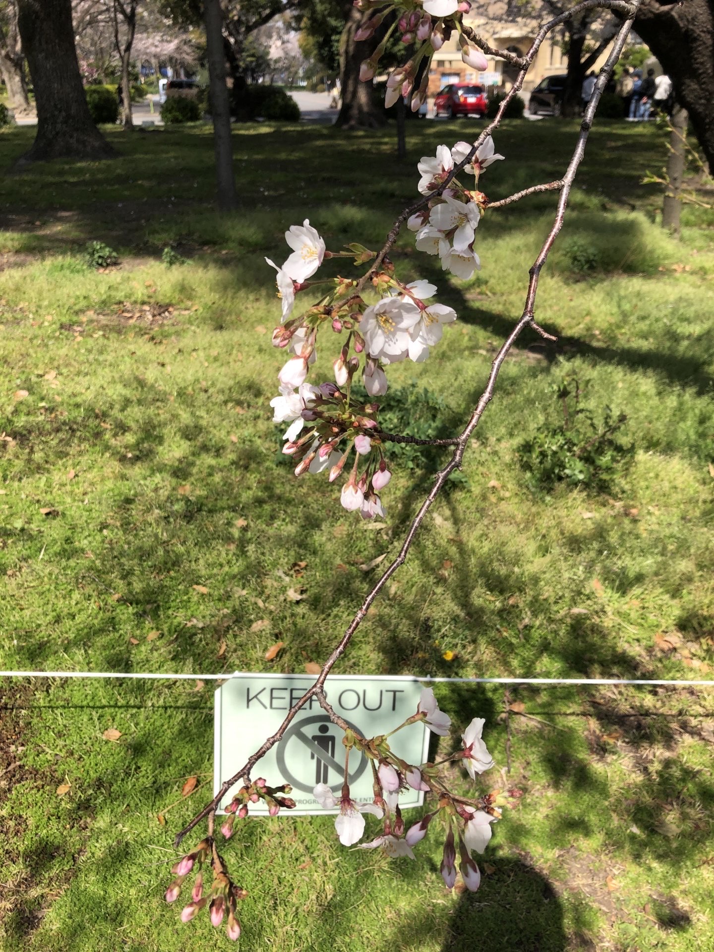 鶴舞公園旅遊攻略指南 鶴舞公園評價 鶴舞公園附近推薦 Trip Com 鶴舞公園旅遊攻略指南 鶴舞公園評價 鶴舞公園附近推薦 Trip Com