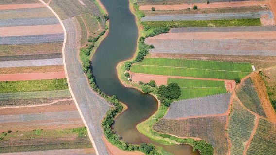 The Sea of Pineapple