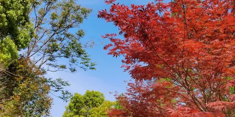 無為植物園
