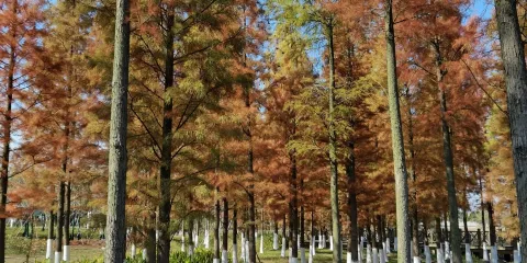鷹潭西湖濕地公園