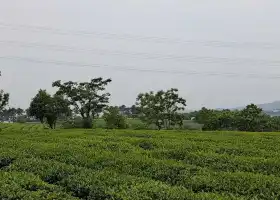 青山茶場