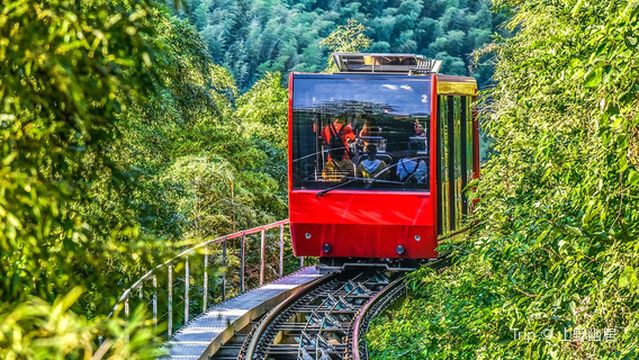 Nanshan Bamboo Sea Tram