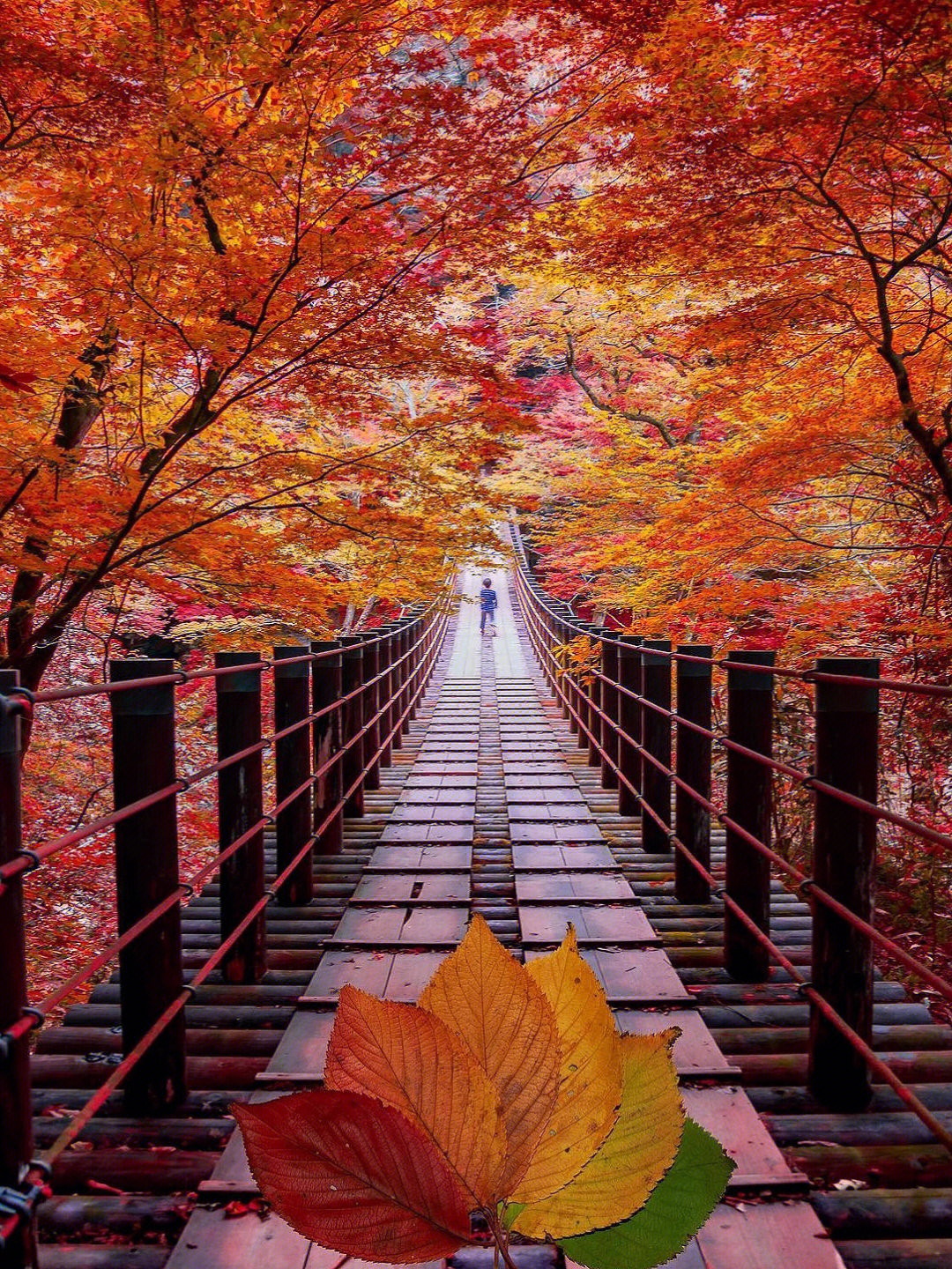 360度真っ赤に染まる🔥花貫渓谷 | Trip.com 高萩