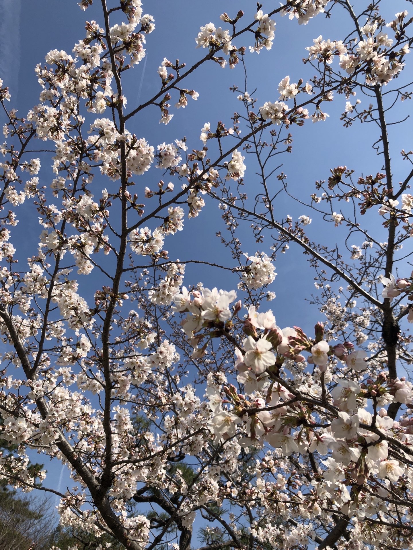 鶴舞公園旅遊攻略指南 鶴舞公園評價 鶴舞公園附近推薦 Trip Com