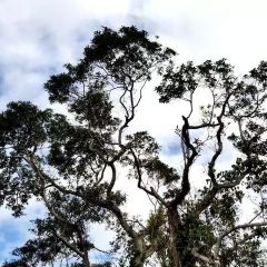 赤腳精靈 User Photo