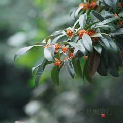 南蘇院 User Photo
