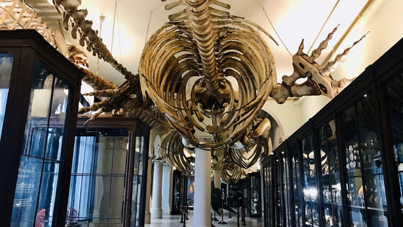 Bergen University Museum - Natural History