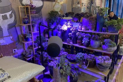 DAO HUA XIANG TU CAI GUAN