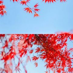 柒月麓山 여행 사진