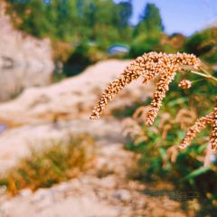 翠園農莊張用戶圖片