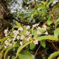 Starbucks User Photo