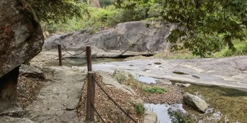 陸河縣紅椎林生態公園