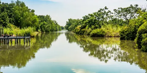 大灣區中央濕地公園