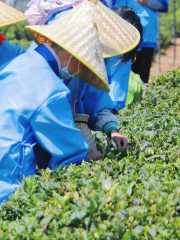 東嶗茶葉生態園