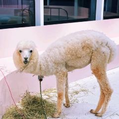 CloudTown天空小镇•星空派对火锅 User Photo