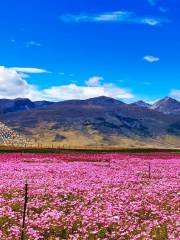 Gesang Flower Sea