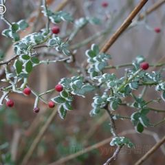 海东万枫酒店·自助餐厅 User Photo