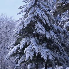 长白山万达喜来登度假酒店·大堂吧 User Photo