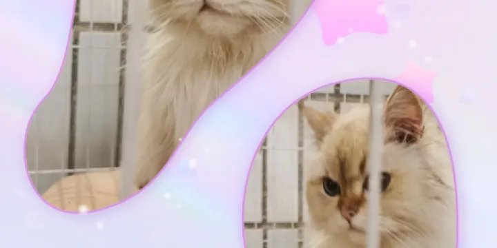 Yirga Town(耶加小鎮)